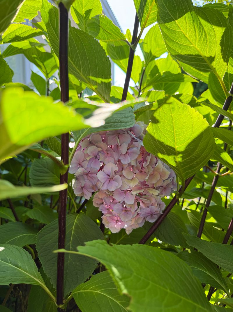Pairing Fall Pruning With Late Feeding Pairing Fall Pruning With Late Feeding