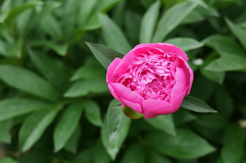 Peony Peony
