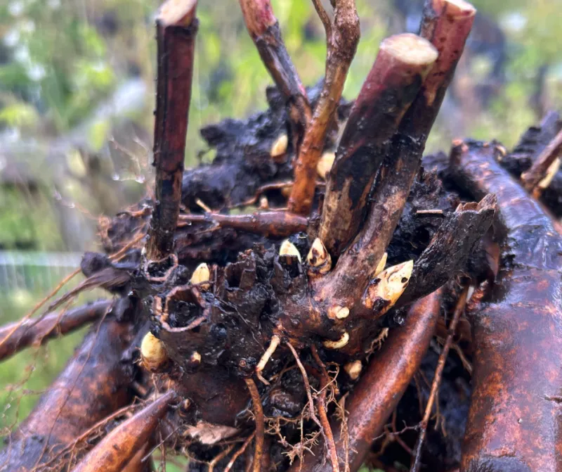 Plant Bare Root Peonies While The Soil Is Cool