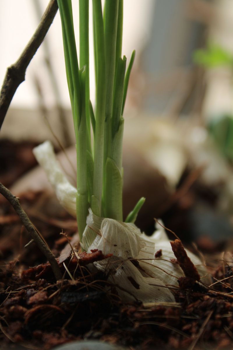 Planting Cloves At The Wrong Time Of Year