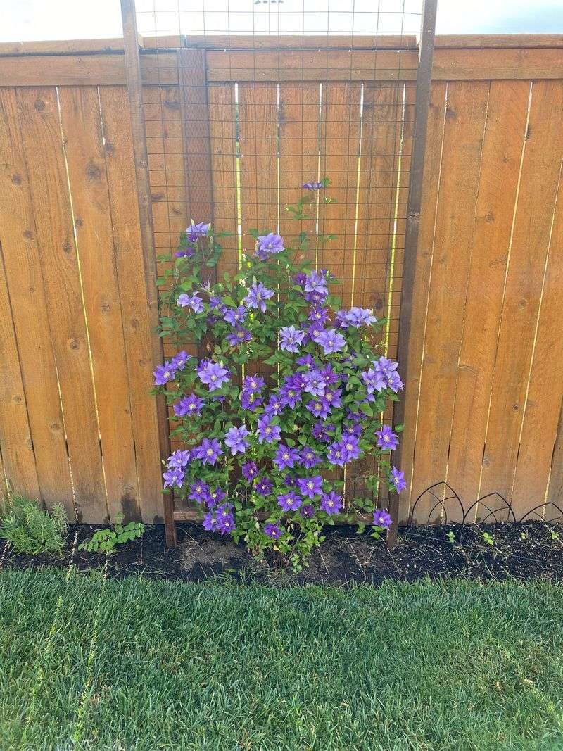 Poor Soil Quality Poor Soil Quality