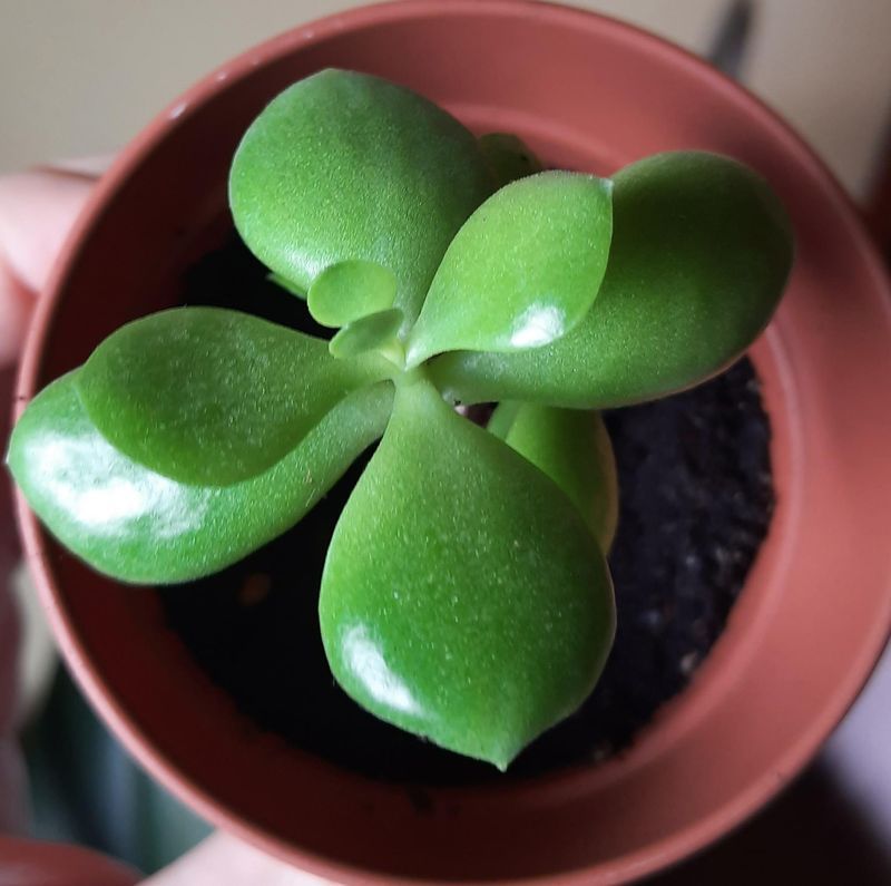 Pot Up The Baby Plant With Care