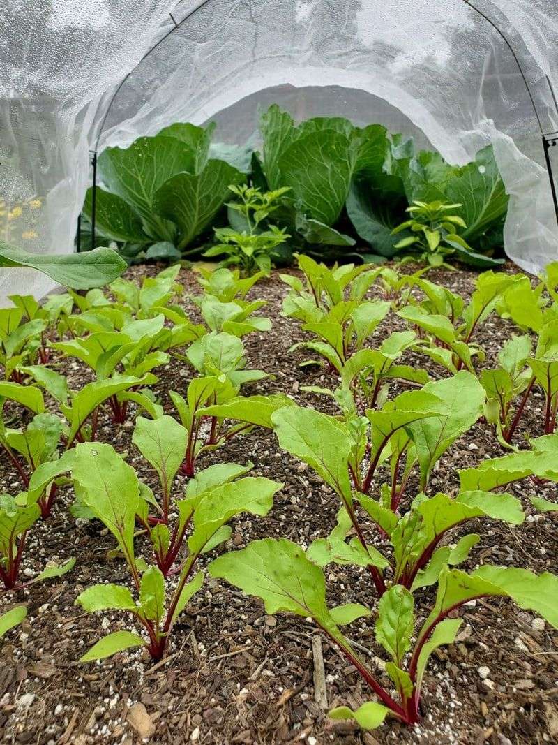 Prevent Pest Problems