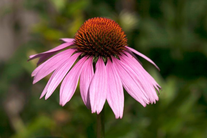 Purple Coneflower Purple Coneflower