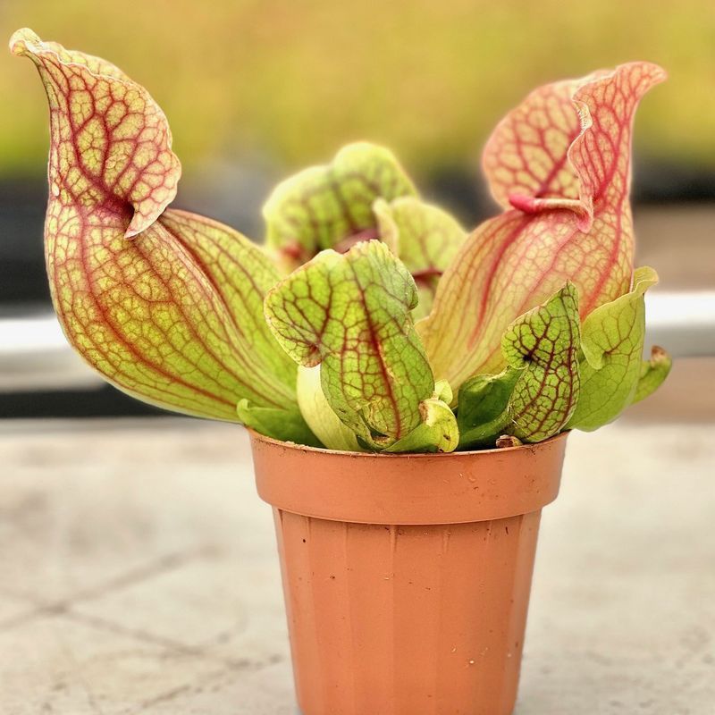Purple Pitcher Plant Catches The Rain