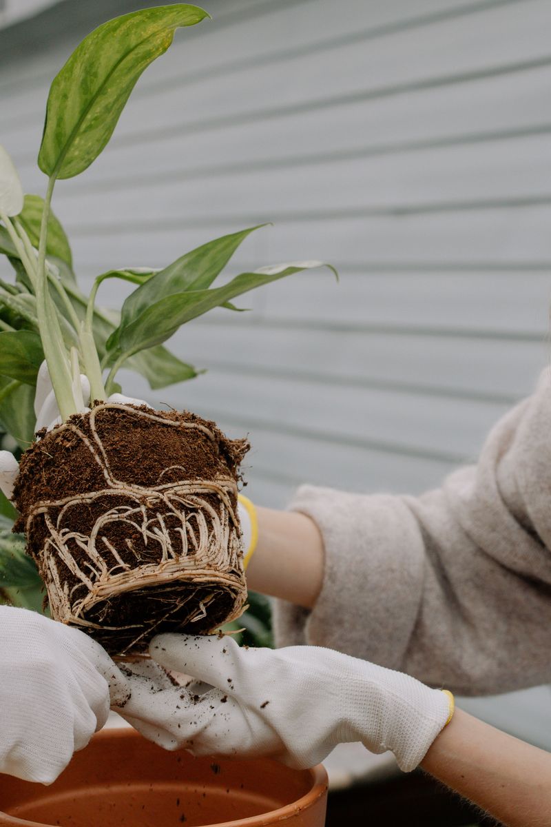 Repot Plants That Outgrew Their Homes