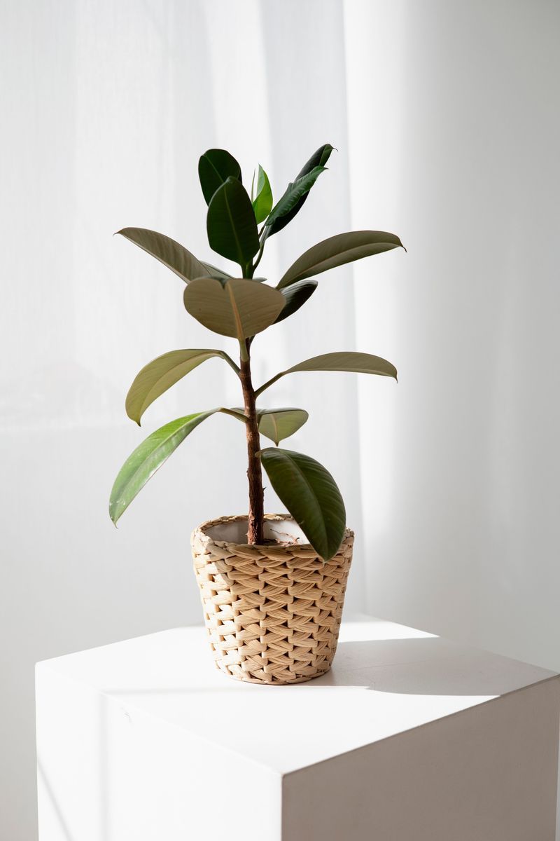 Rubber Plant