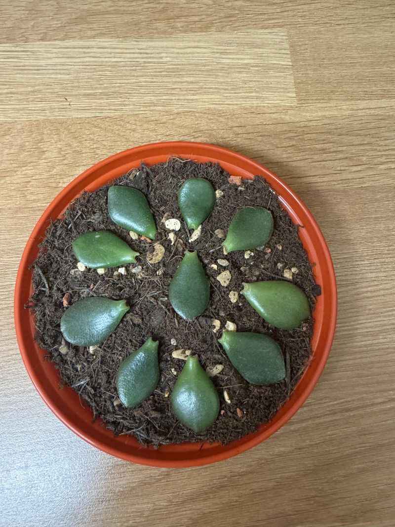 Set The Leaf On Top Of The Soil