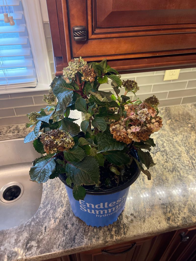 Shield Potted Plants From Hard Freezes Shield Potted Plants From Hard Freezes