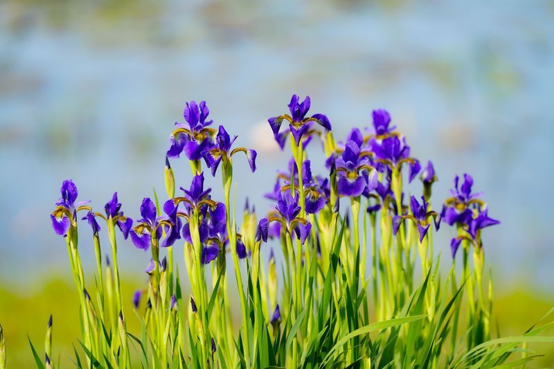 Siberian Iris Siberian Iris