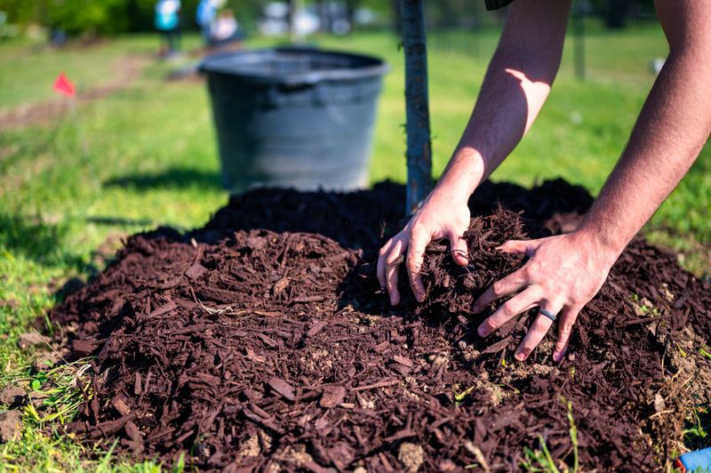 Skip Thick Mulch On Peony Crowns