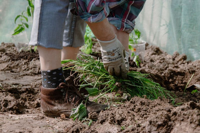 Skipping Scape Removal And Weeding