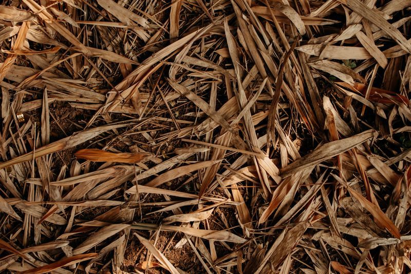 Skipping The Mulch Before Winter