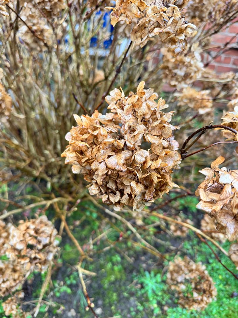 Snipping Off Faded Flower Heads Too Early Snipping Off Faded Flower Heads Too Early