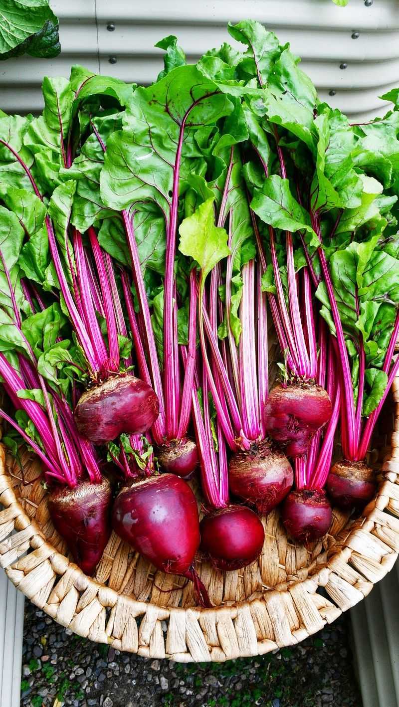 Start with Good Soil