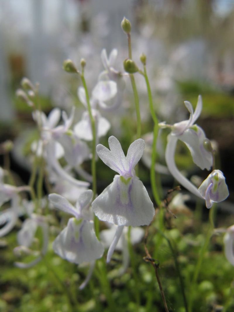 Terrestrial Bladderwort Hunts Underground