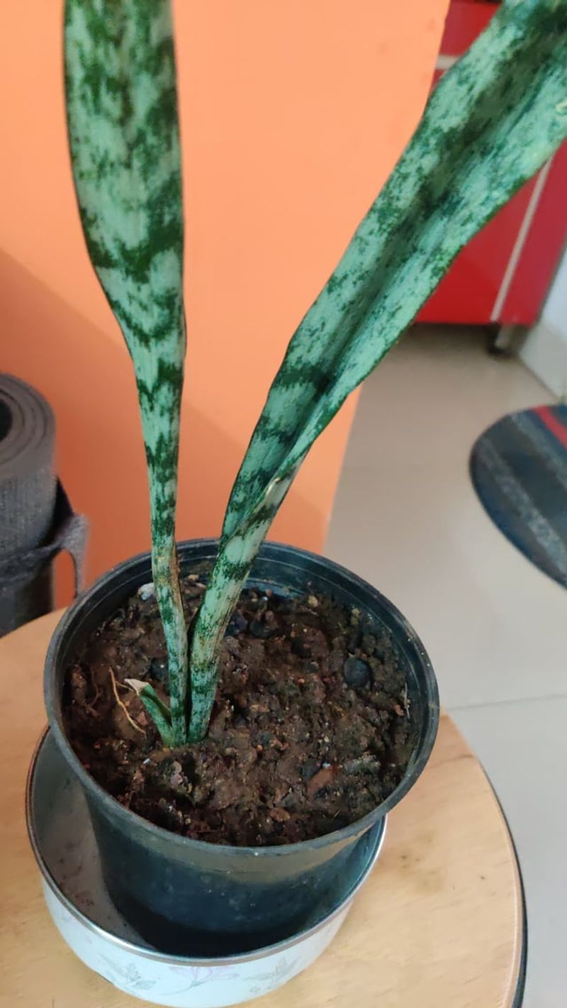 Thirsty Leaves Rolling Inward To Save Water