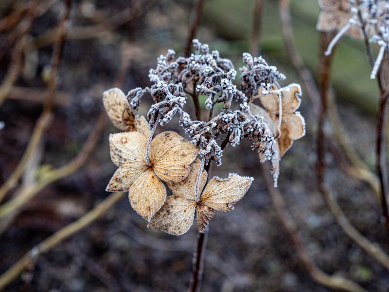 Time It Right After The First Light Frost