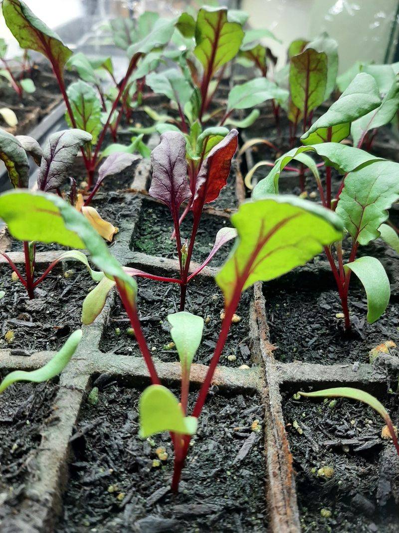 Time Your Planting Correctly