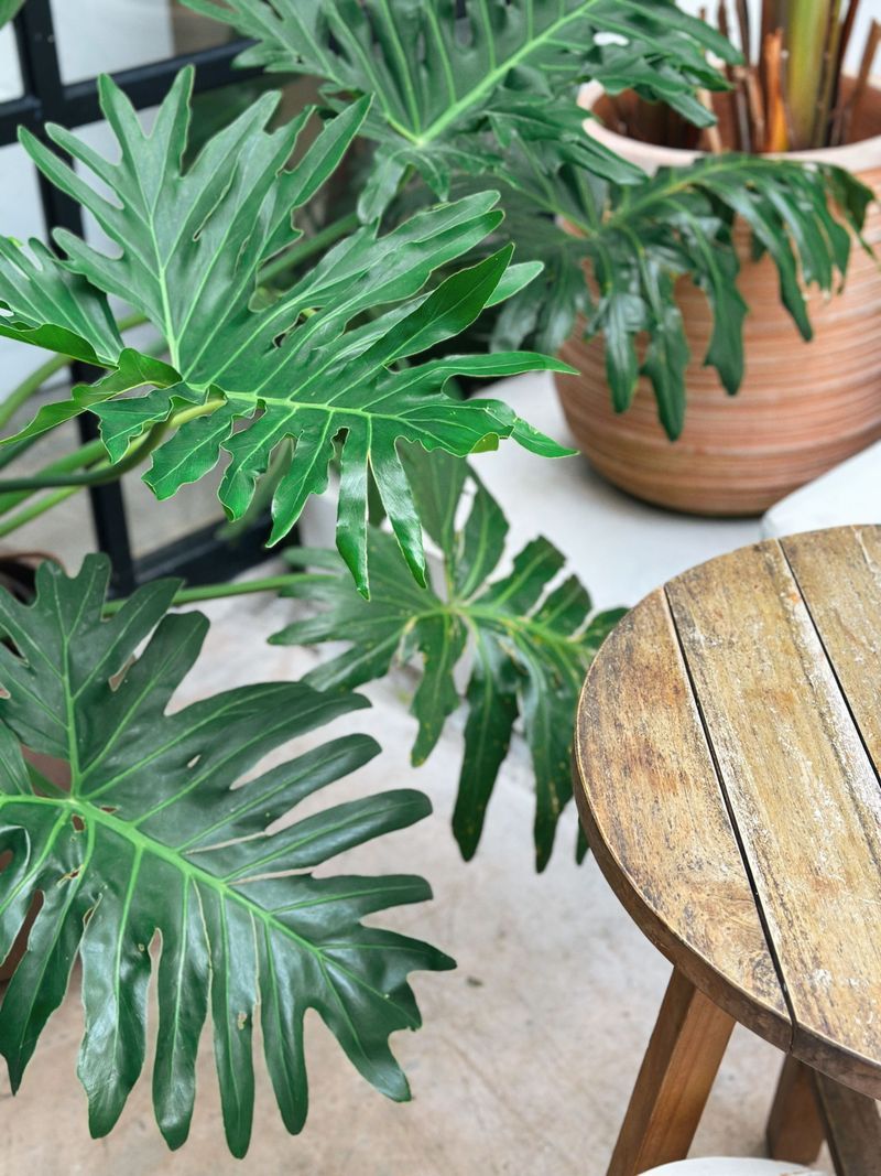 Tree Philodendron