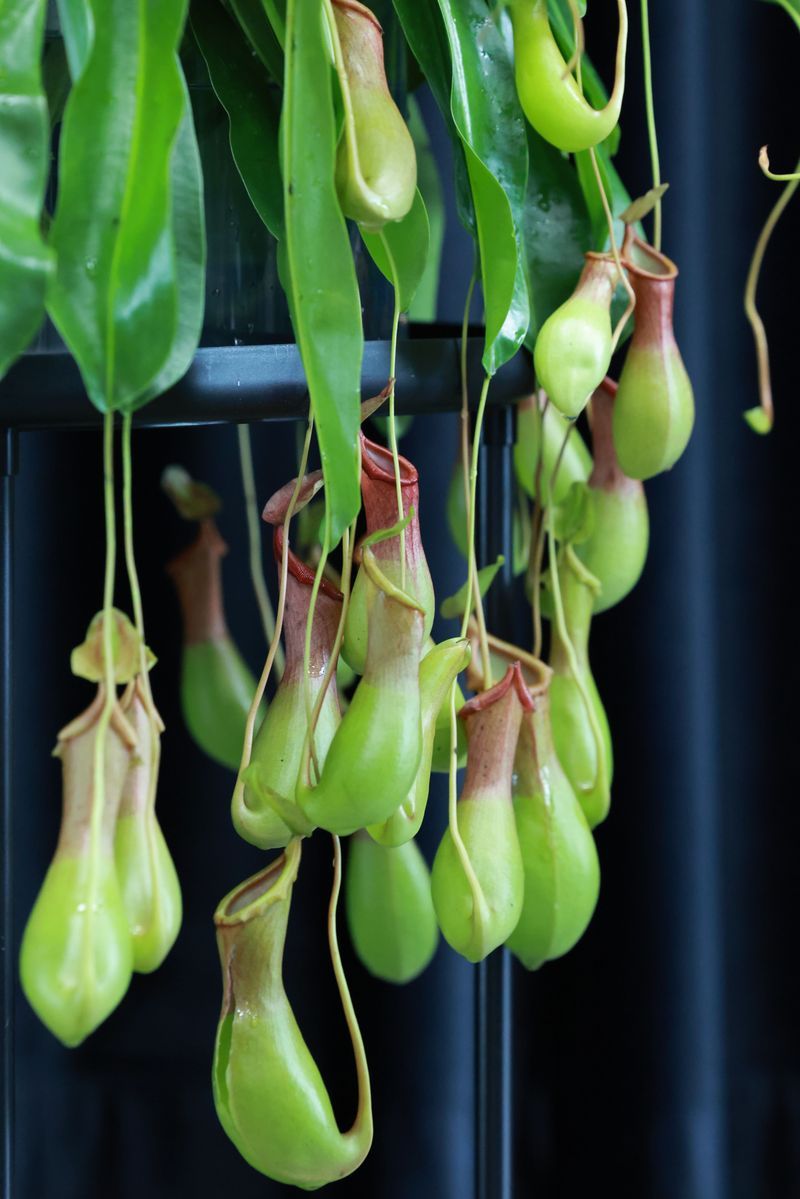 Tropical Pitcher Plant Dangles Jungle Lanterns