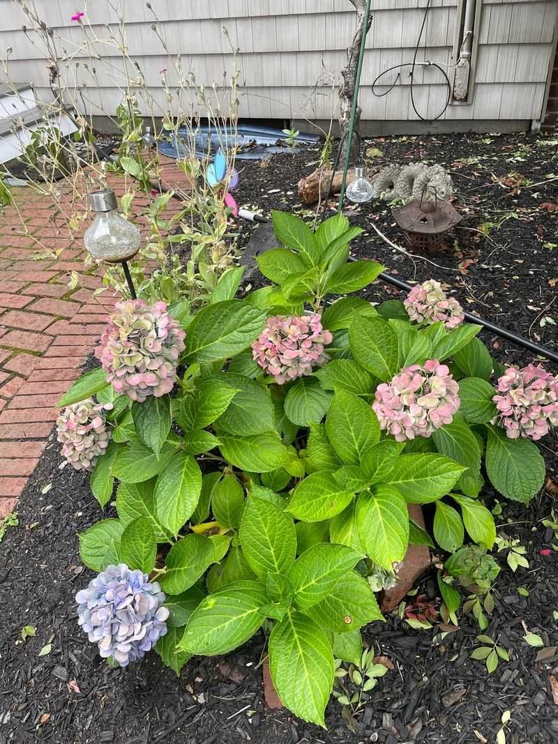 Uncover Plants Slowly In Spring Uncover Plants Slowly In Spring
