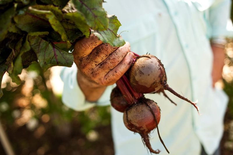 Use Proper Harvesting Technique