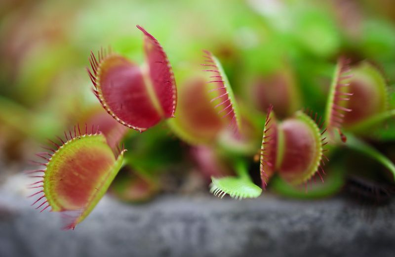 Venus Flytrap Snaps Shut Fast