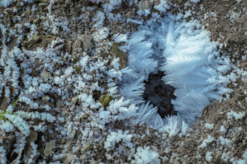 Water Deeply Before The Ground Freezes Water Deeply Before The Ground Freezes