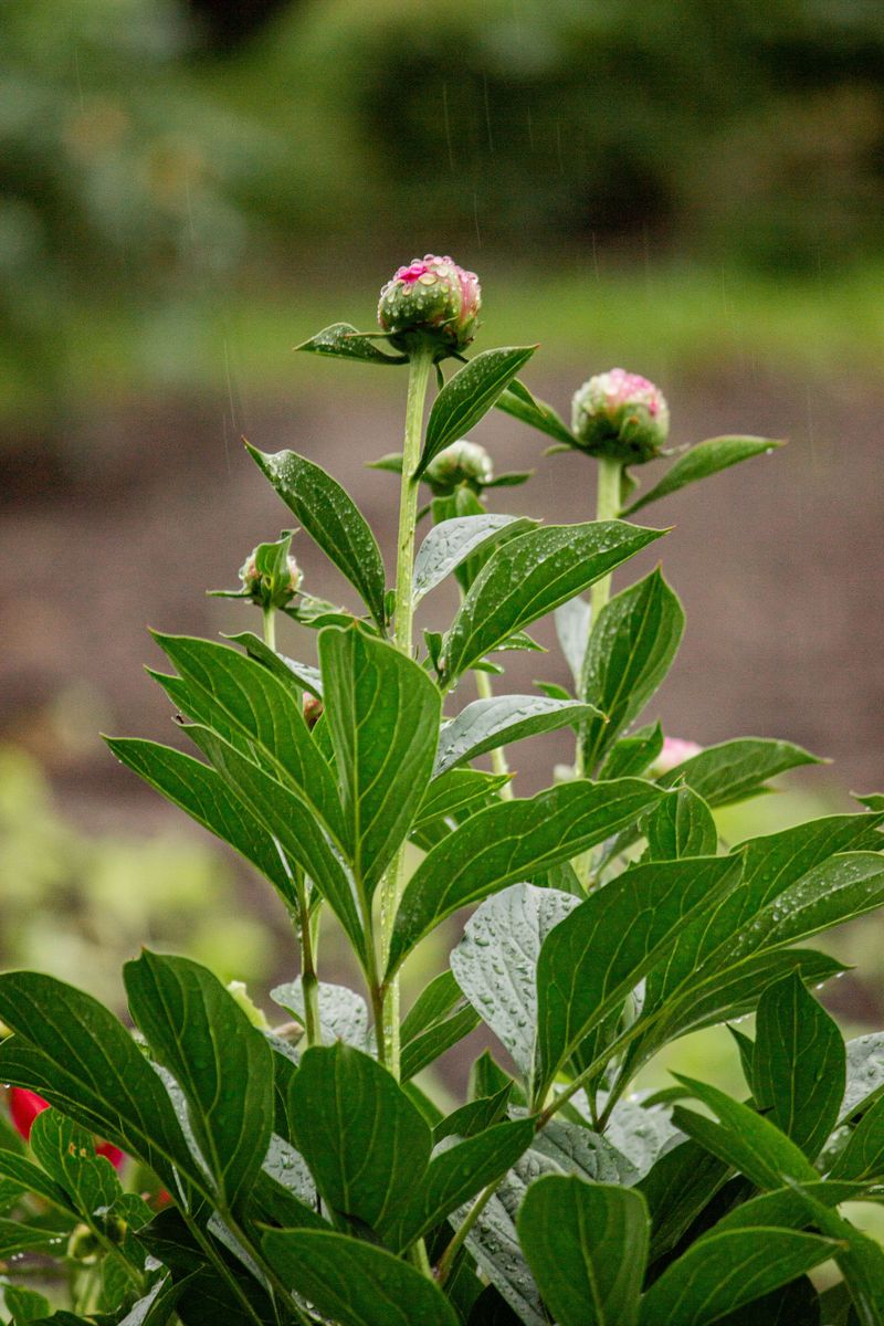 Water New Peonies Deeply During Dry Spells