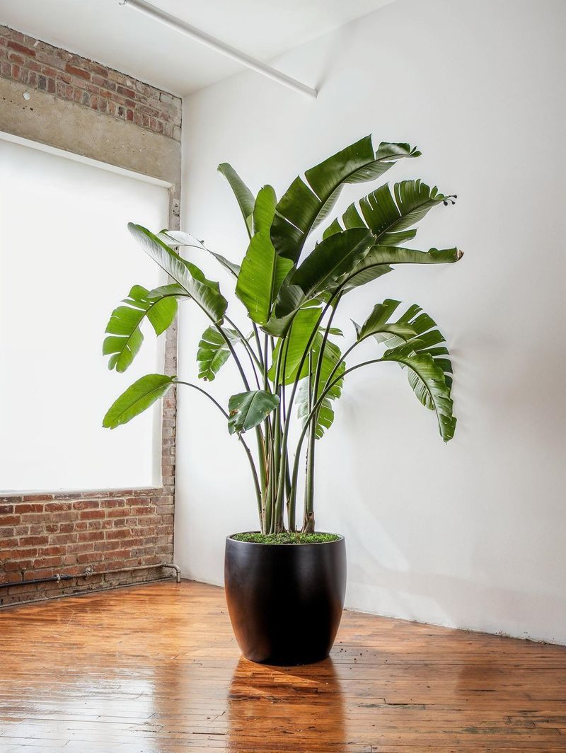 White Bird Of Paradise