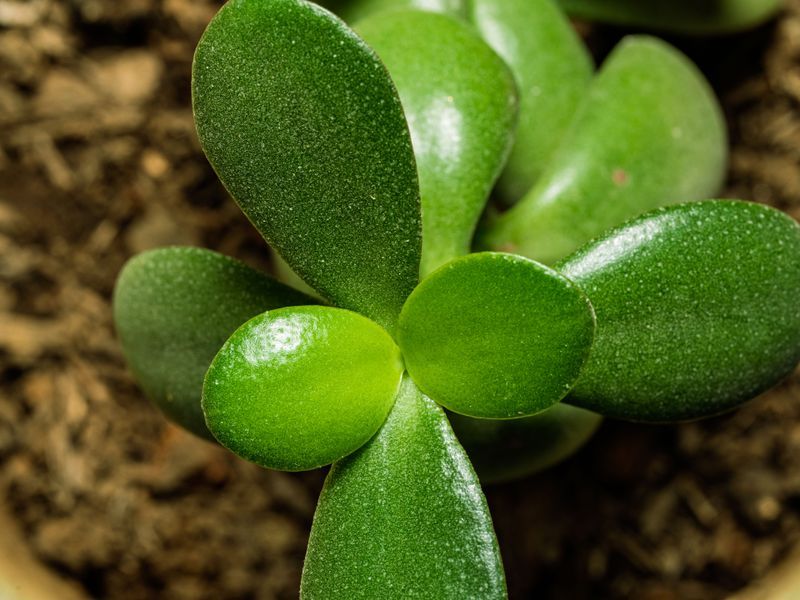 Wiggle The Leaf Off With A Clean Break