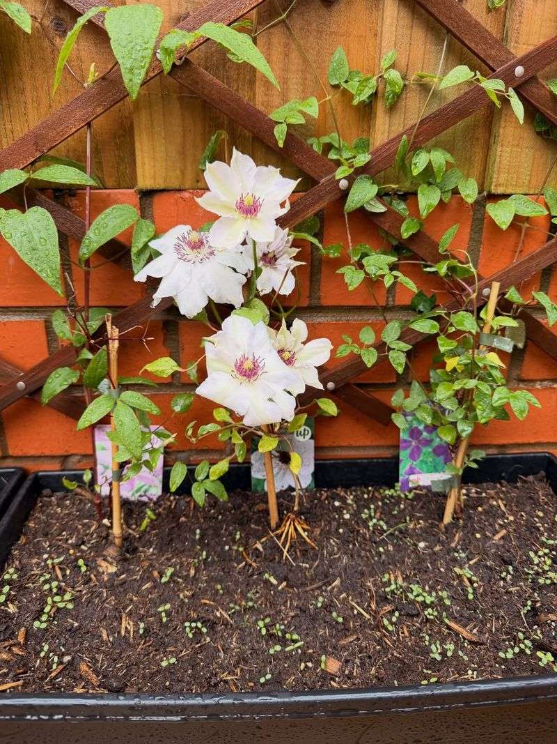 Wrong Pruning Time Or Technique Wrong Pruning Time Or Technique
