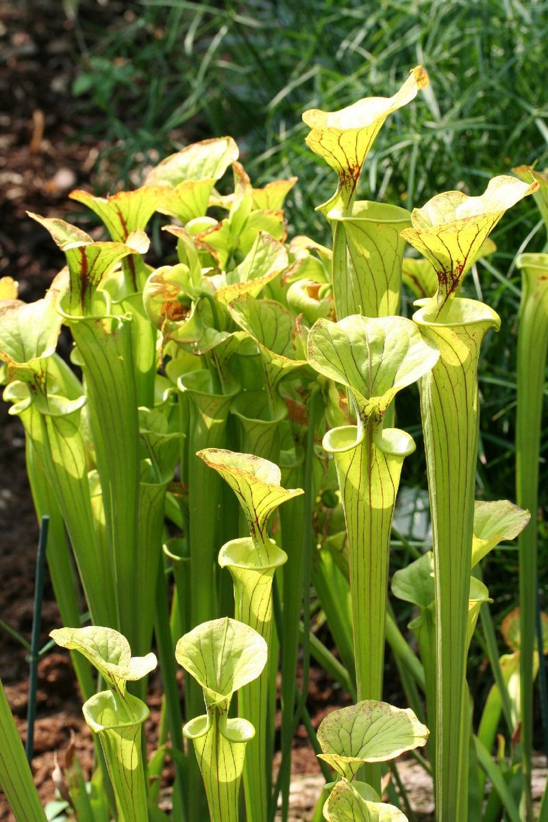 Yellow Trumpet Pitcher Towers Over The Windowsill