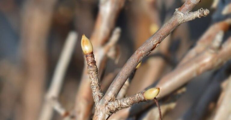 De mulchfout waardoor hortensiaknoppen in de winter onbeschermd blijven
