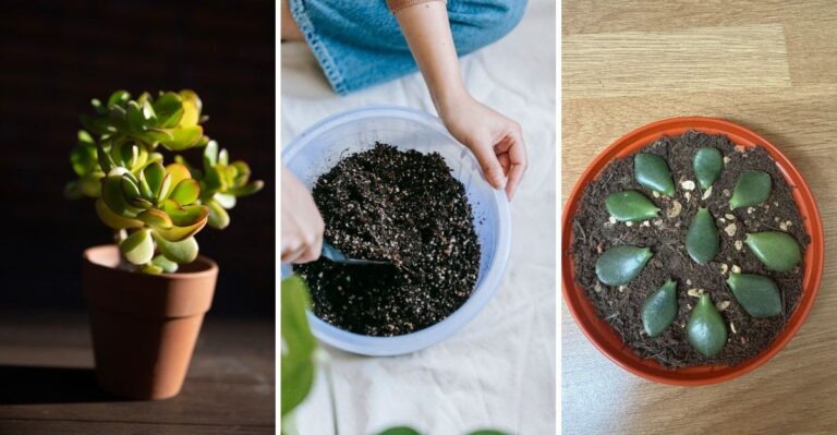 Zo vermeerder je een jadeplant uit één enkel blad