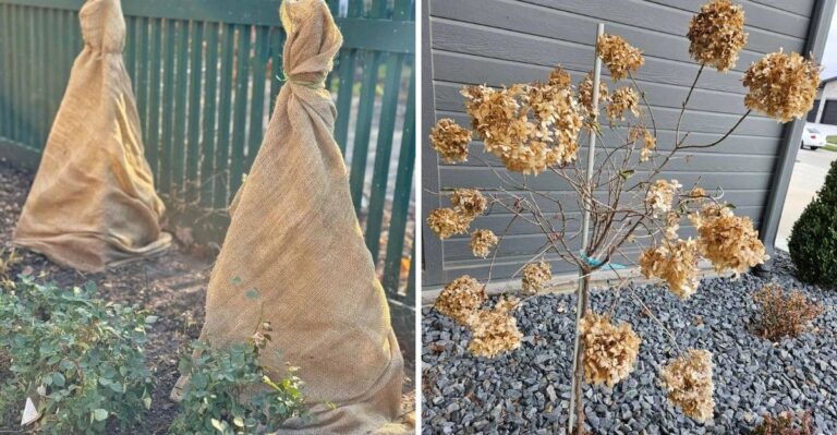 Zo bescherm je hortensia’s tegen winterschade