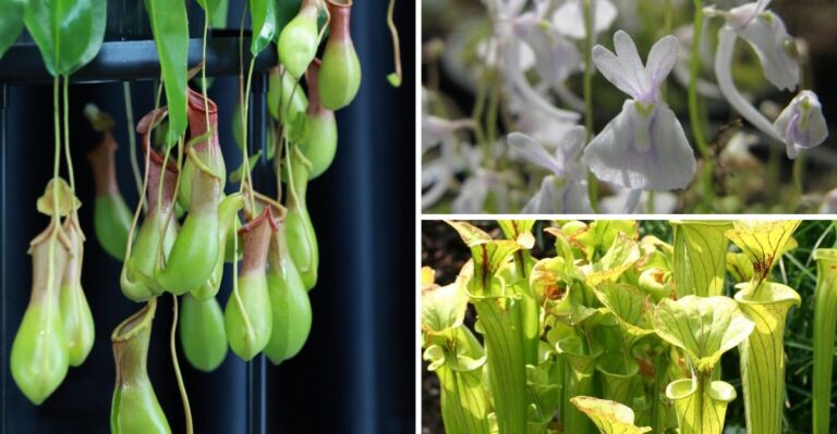 Kweek deze vleesetende planten op je vensterbank