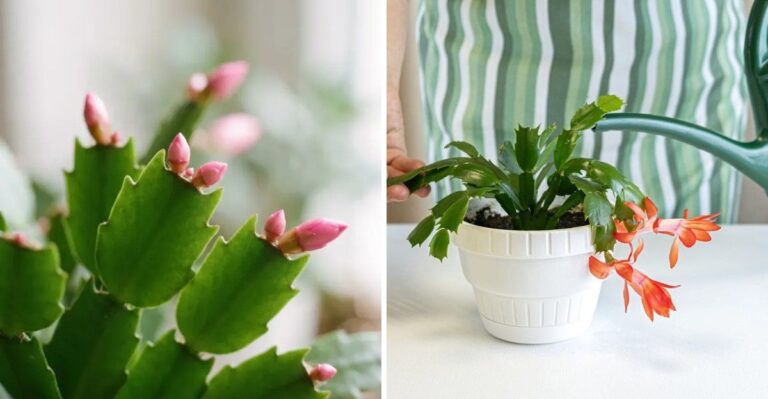 Laat je kerstcactus in 8 stappen bloeien tijdens de feestdagen