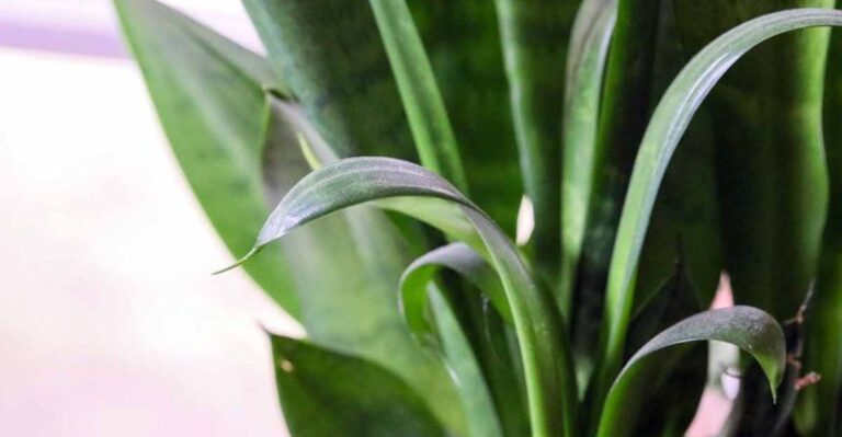 Waarom de bladeren van je sansevieria krullen en wat dat betekent