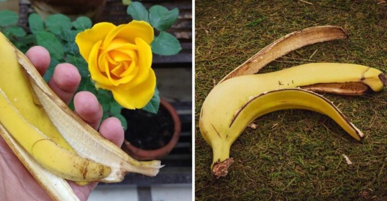 Waarom je bananenschillen beter eerst kunt composteren voordat je ze bij rozen gebruikt